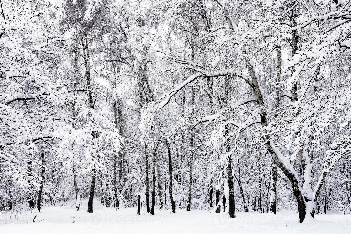 bosque de abedules en un bosque nevado en un día nublado de invierno foto