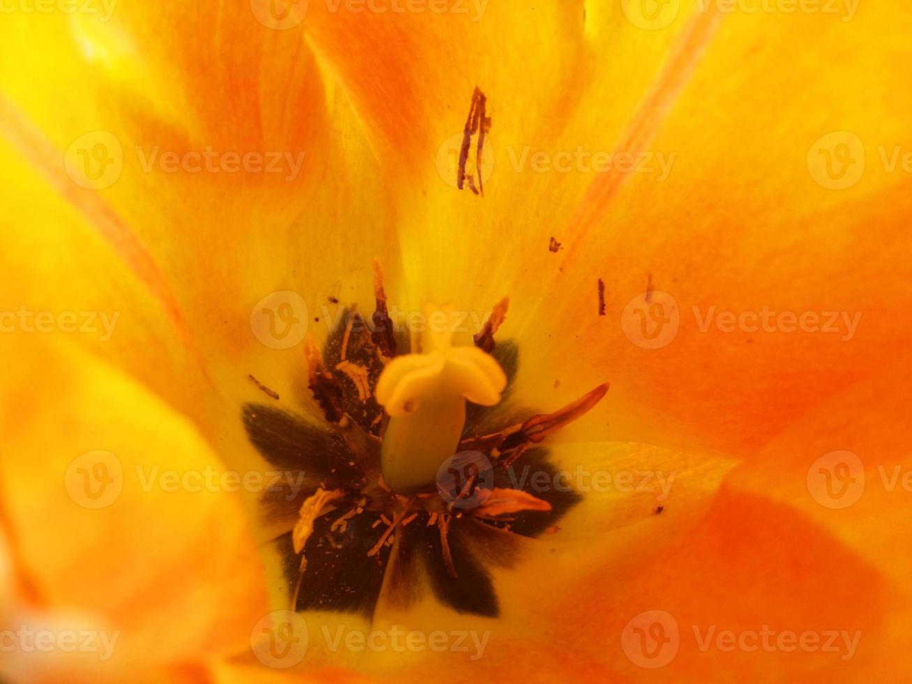 follaje hojas frutos y flores foto