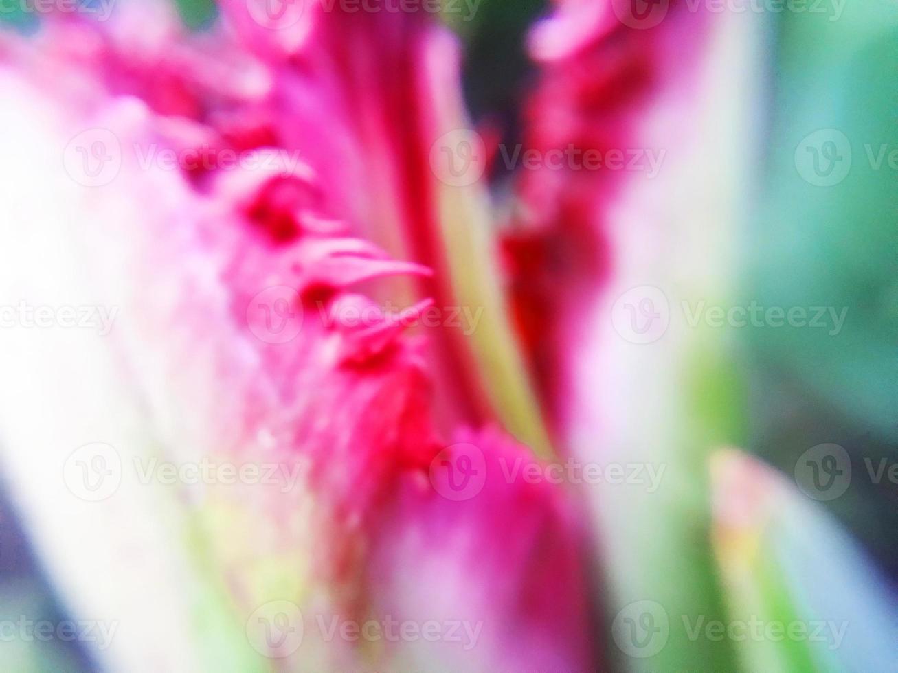 foliage Leaves fruits and Flowers photo