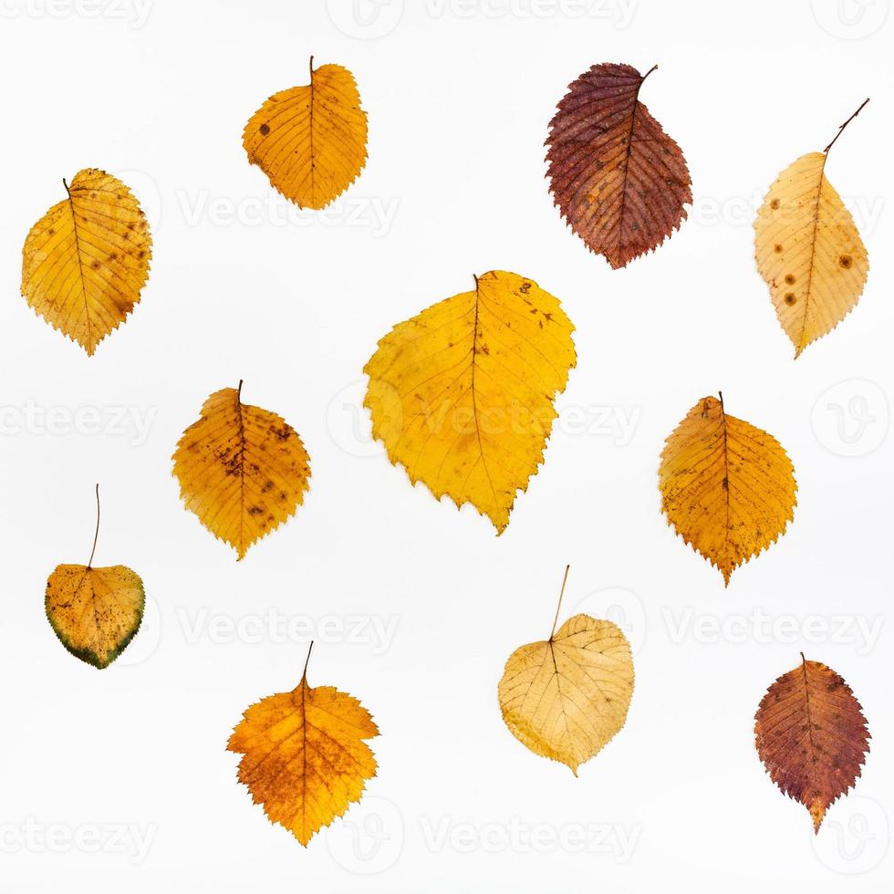collage de hojas de otoño de olmo y lima foto