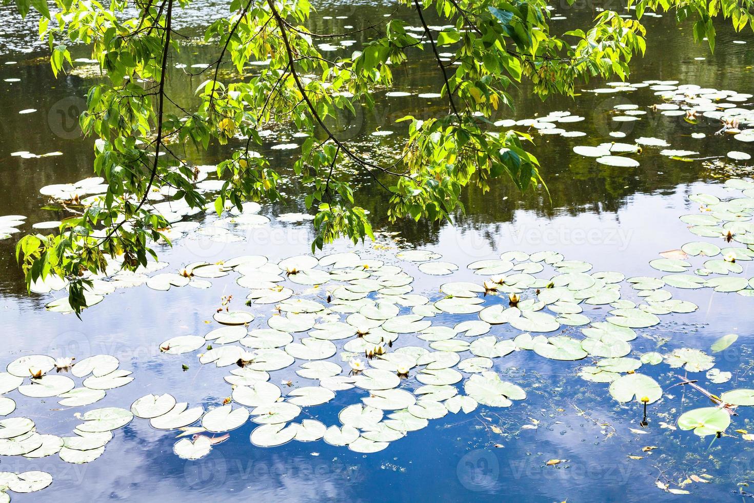 maple ash tree over river overgrown by water lily photo