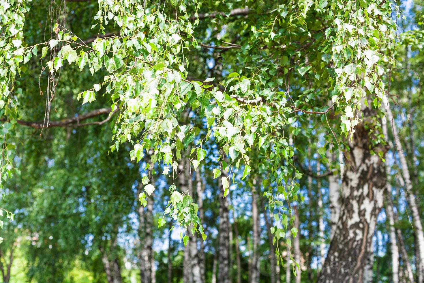 foliage of birch tree in birch grove in forest photo