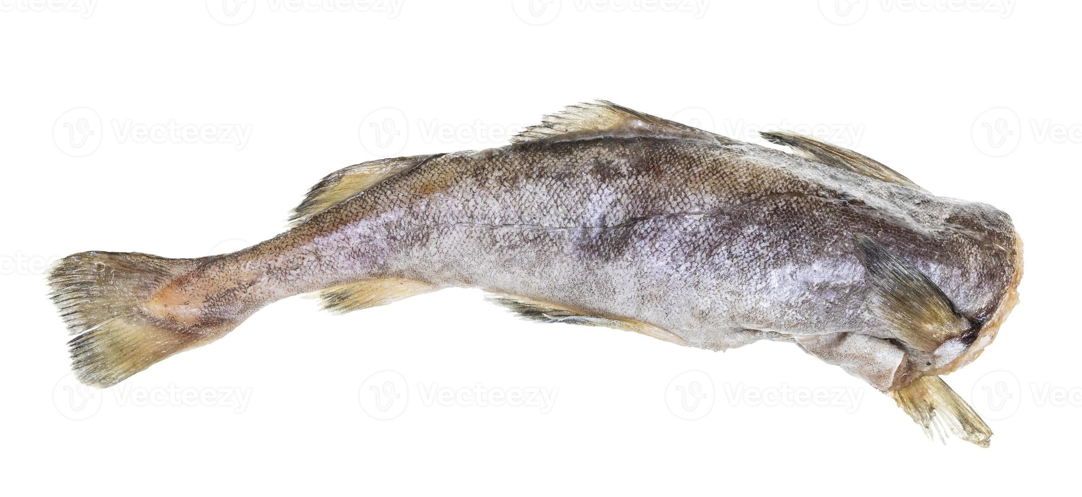 frozen headless cod fish isolated on white photo