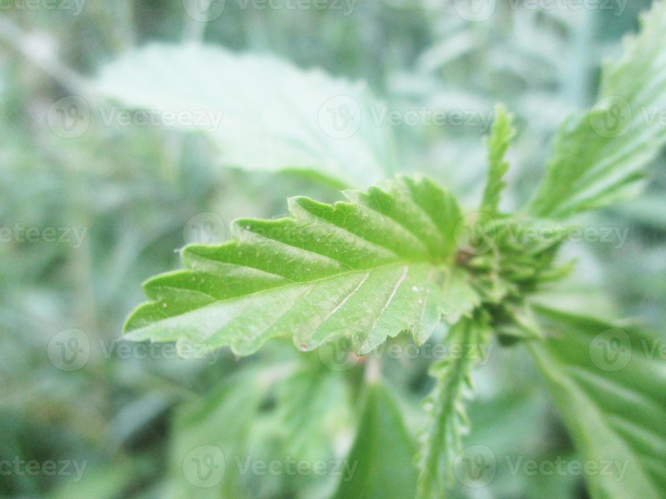 foliage Leaves fruits and Flowers photo