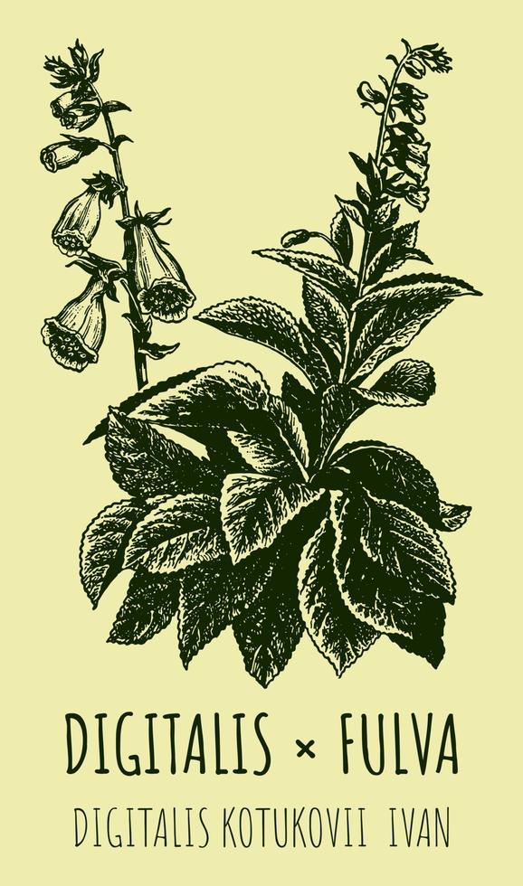 Vector drawing digitalis. Hand drawn illustration. The Latin name is DIGITALIS FULVA KOTUKOVI IVAN.