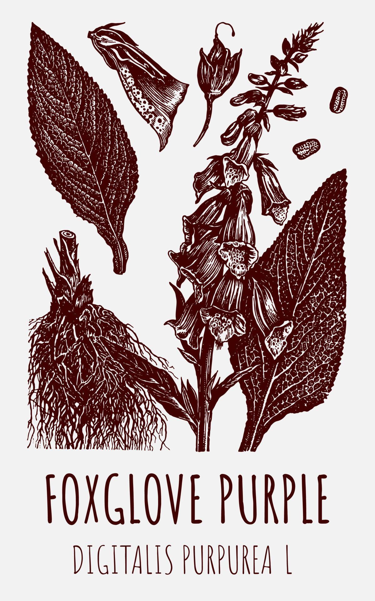 Vector drawing digitalis. Hand drawn illustration. The Latin name is