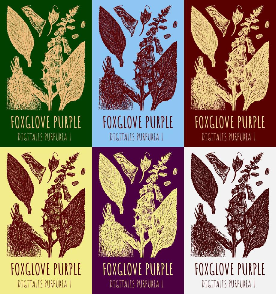 Set of vector drawing digitalis in various colors. Hand drawn illustration. The Latin name is DIGITALIS PURPUREA L.