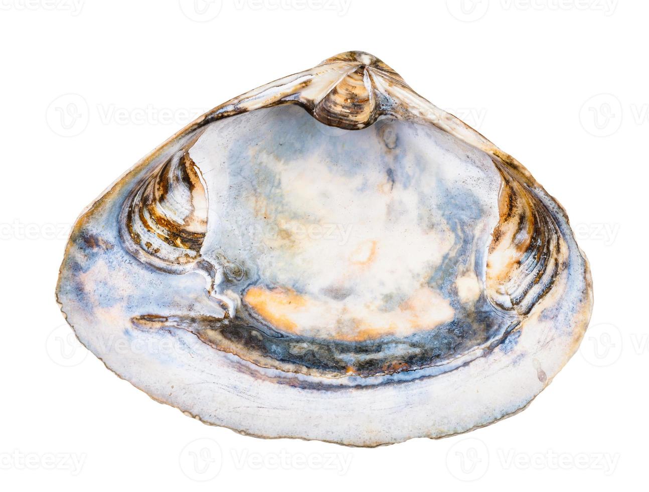 empty old seashell of clam isolated on white photo