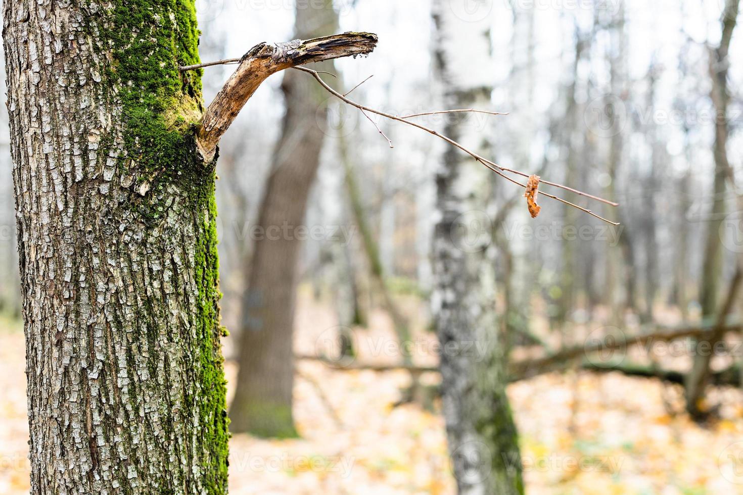 oak trunk and bare trees on blurred background photo