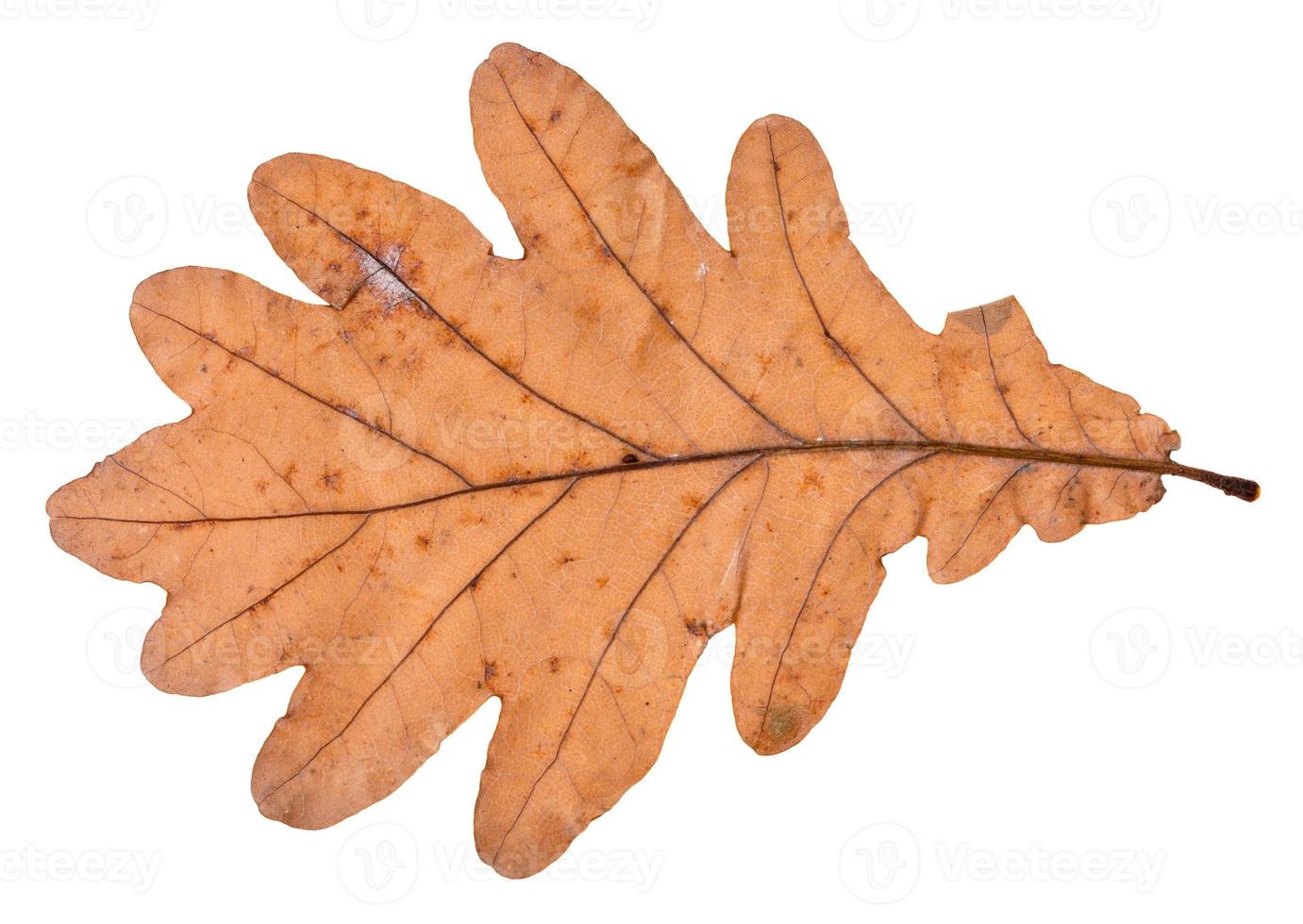 fallen leaf of oak tree isolated on white photo