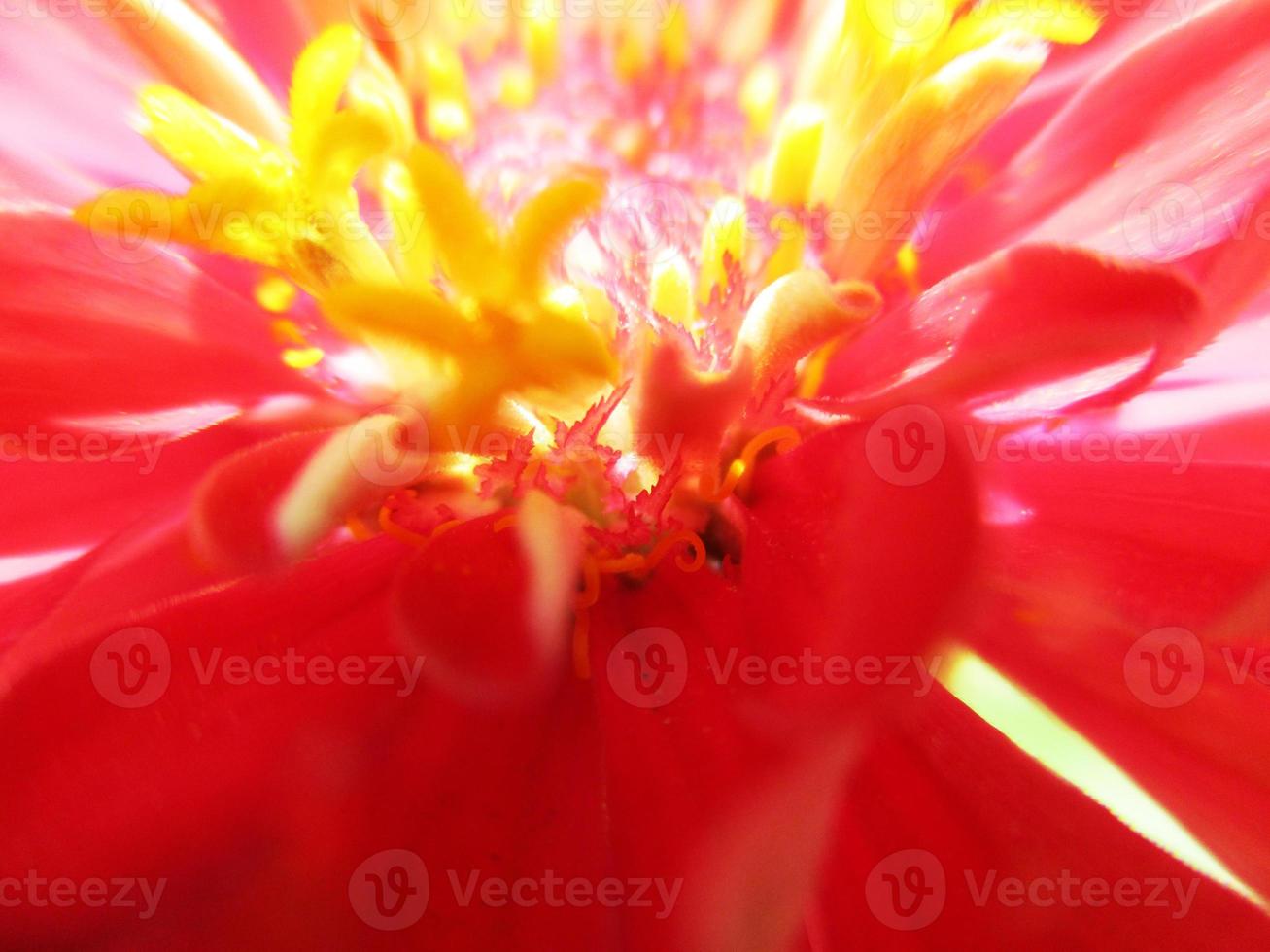 foliage Leaves fruits and Flowers photo