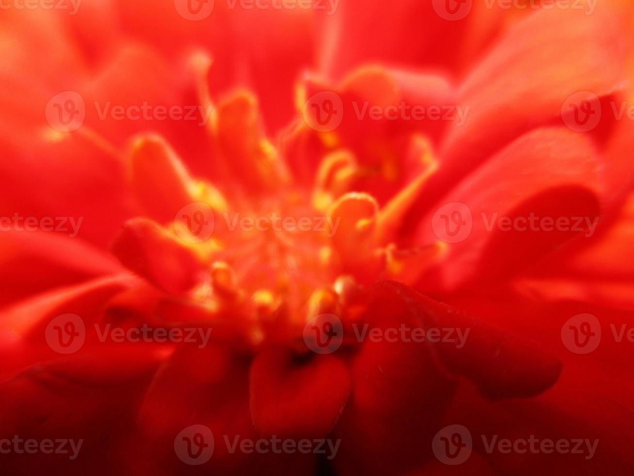 foliage Leaves fruits and Flowers photo