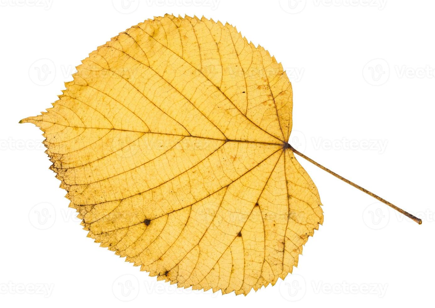 yellow autumn leaf of linden tree isolated photo