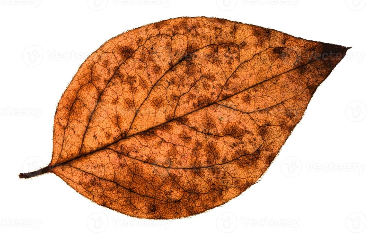 autumn decayed leaf of poplar tree isolated photo