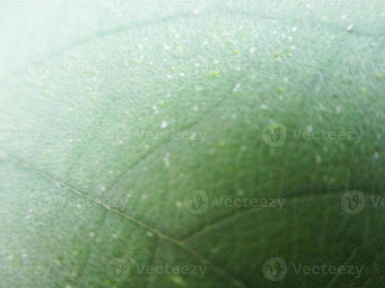 foliage Leaves fruits and Flowers photo