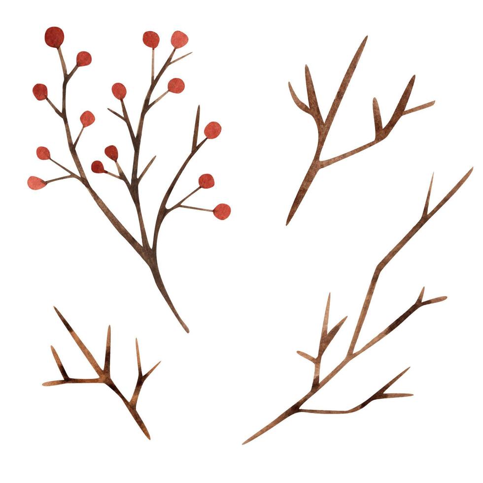 ramitas sin hojas. ramas con bayas. ilustración acuarela vector