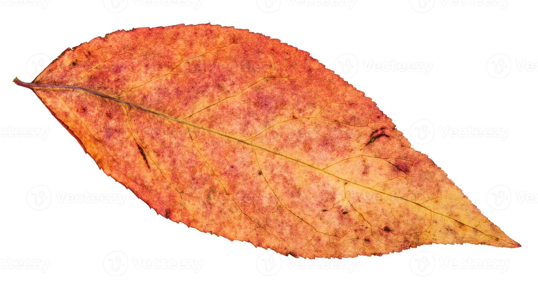 back side of dried leaf of willow tree isolated photo