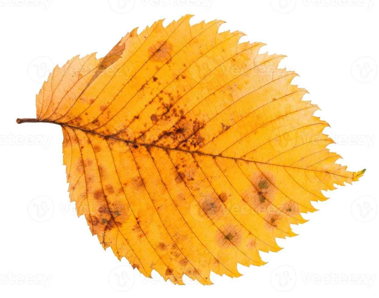 hoja de otoño podrida de olmo aislado foto