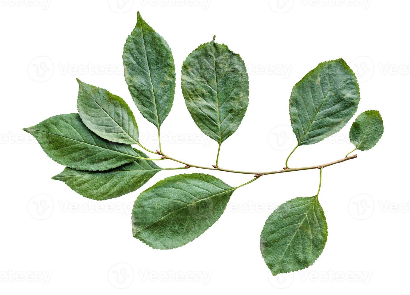 natural twig of cherry tree with green leaves photo