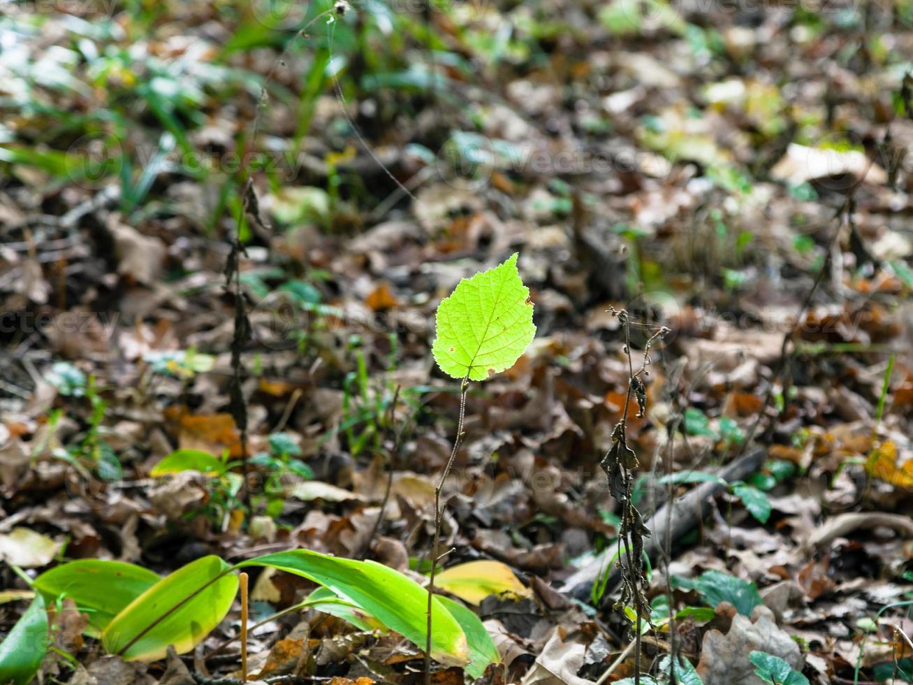 green leaf of sprout in autumn leaf litter photo