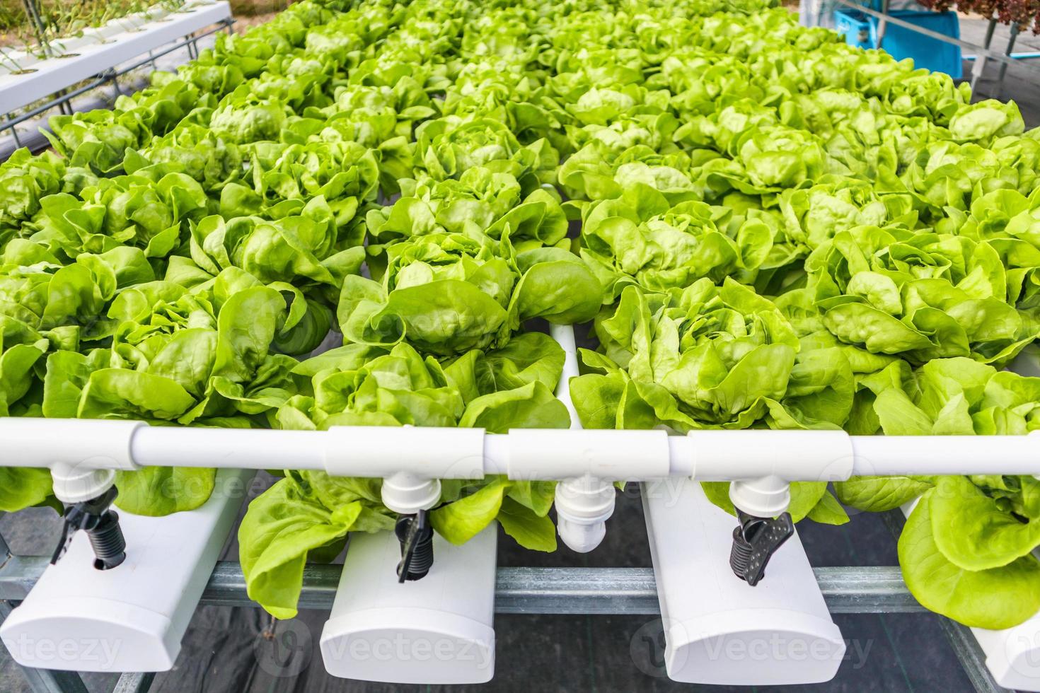 planta de ensalada de lechuga de hojas verdes orgánicas frescas en sistema de granja de vegetales hidropónicos foto