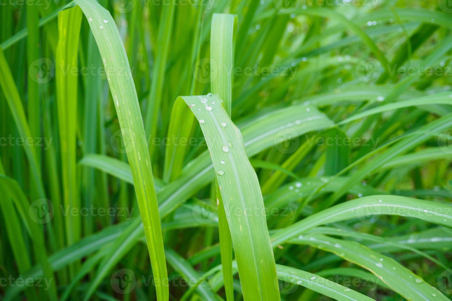 Lemon grass plant green leaf background photo