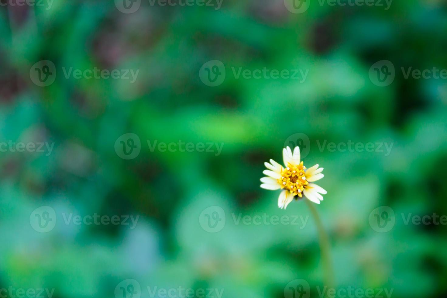 primer plano de la flor de la margarita mexicana foto