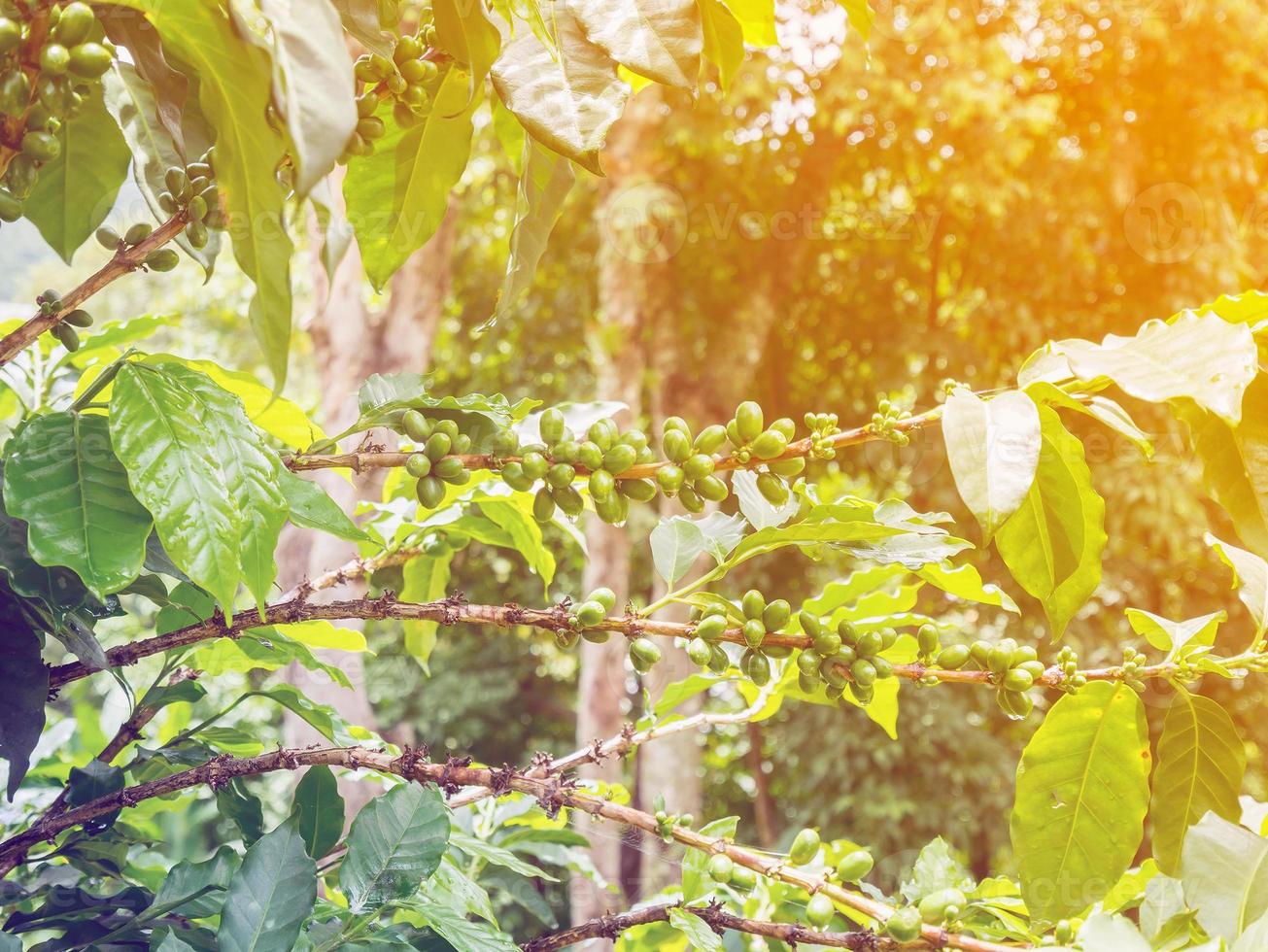 fresh coffee beans in coffee plants tree photo