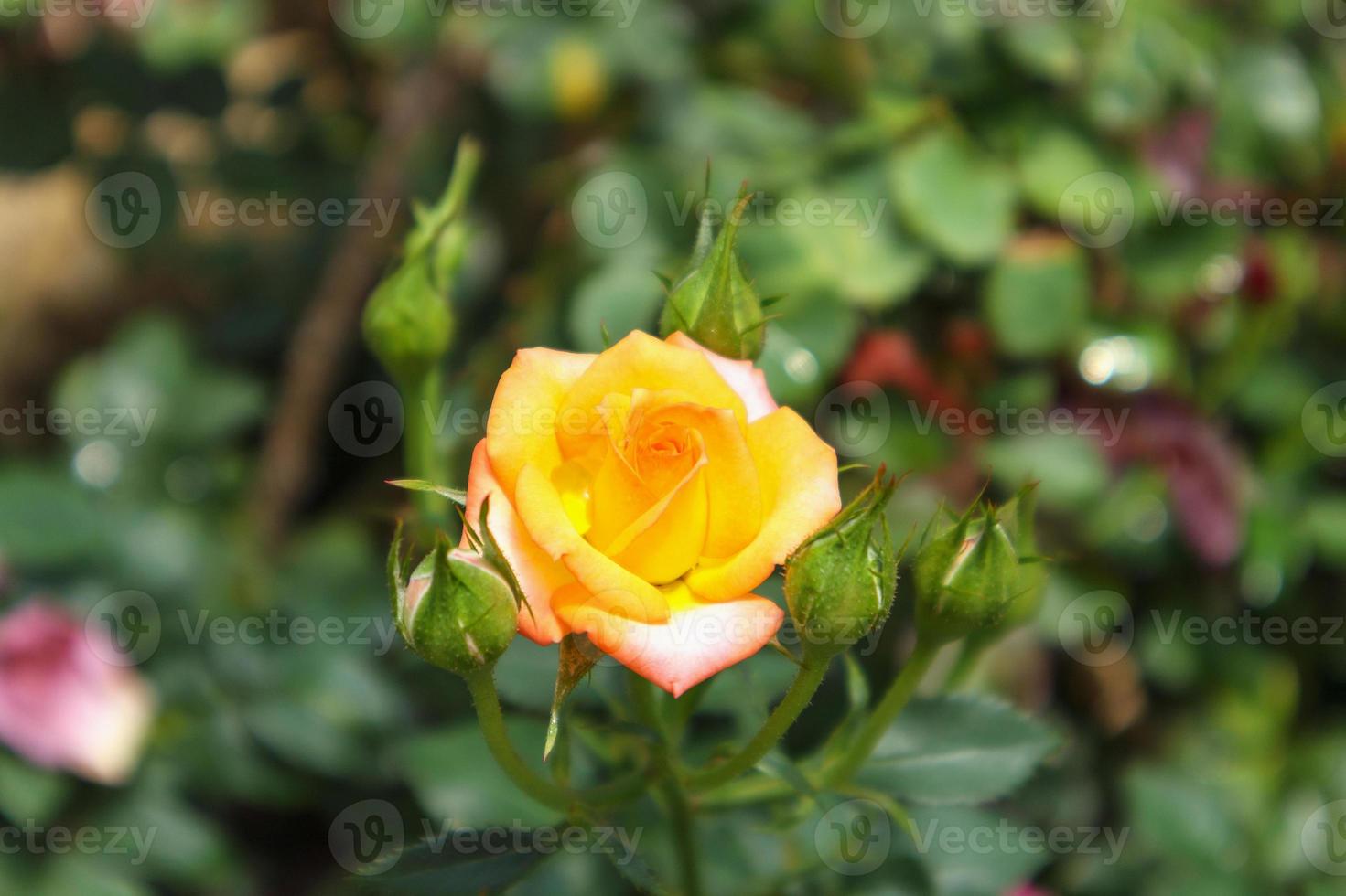 Beautiful fresh natural roses in flower garden photo