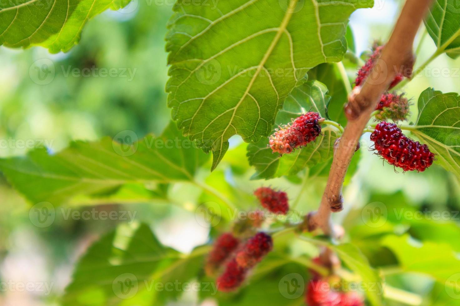 frutas frescas de morera roja en la rama de un árbol foto