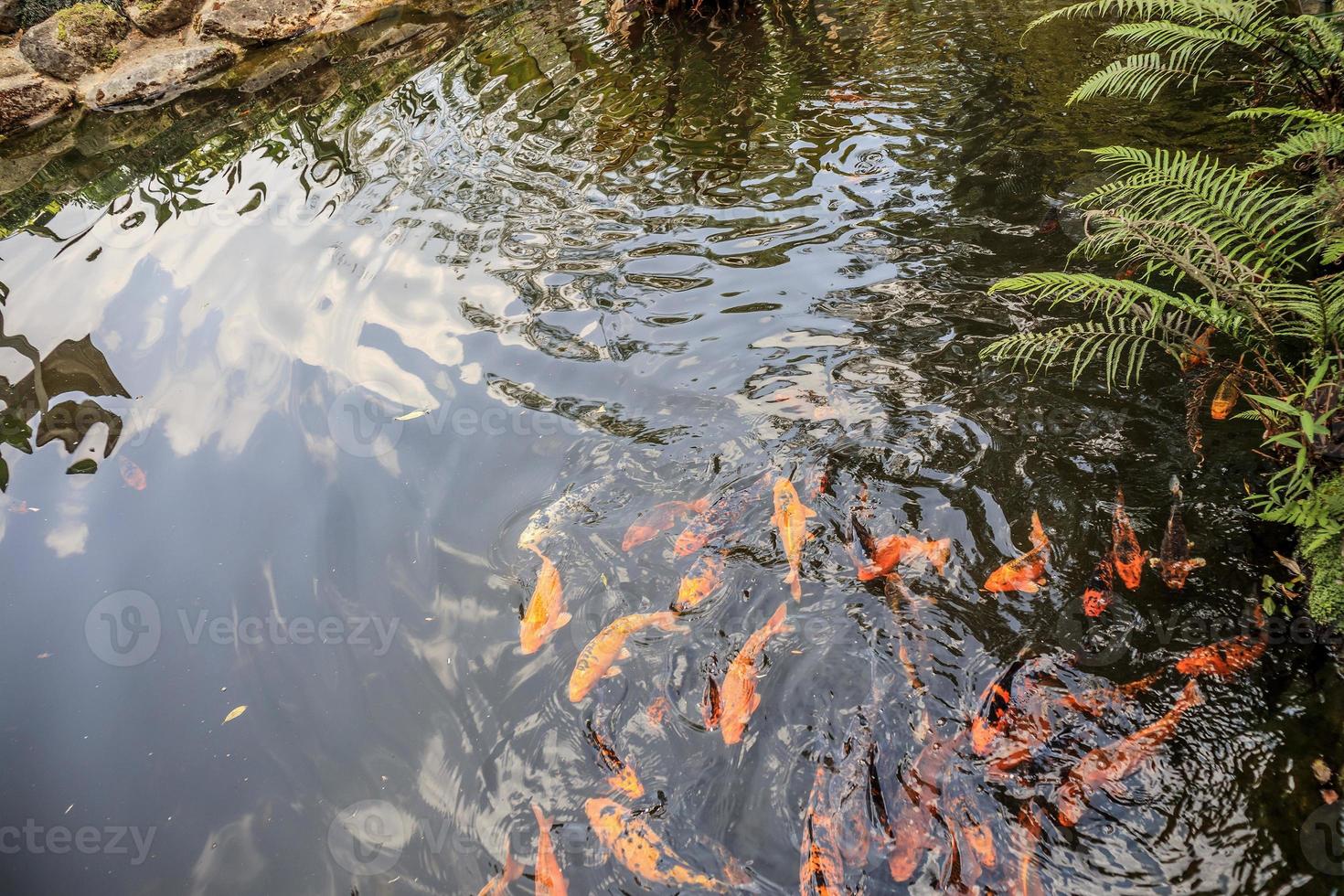 koi fish in garden pond decorative landscape design photo