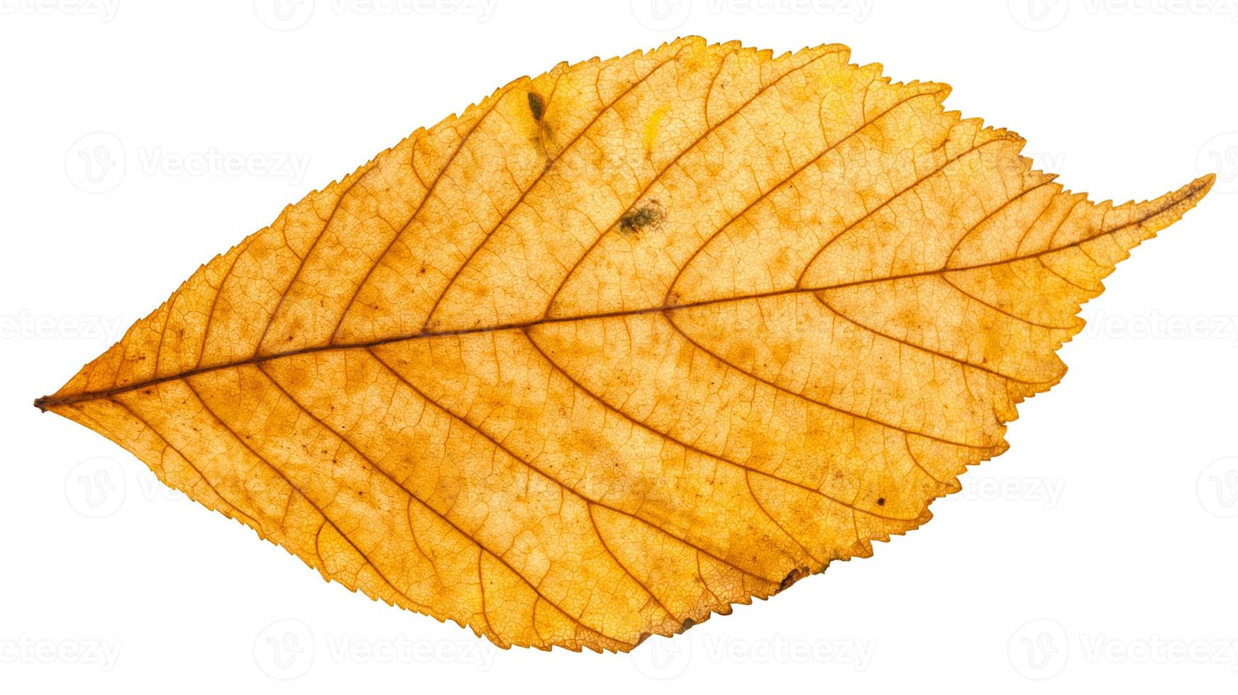 yellow autumn leaf of parthenocissus plant photo