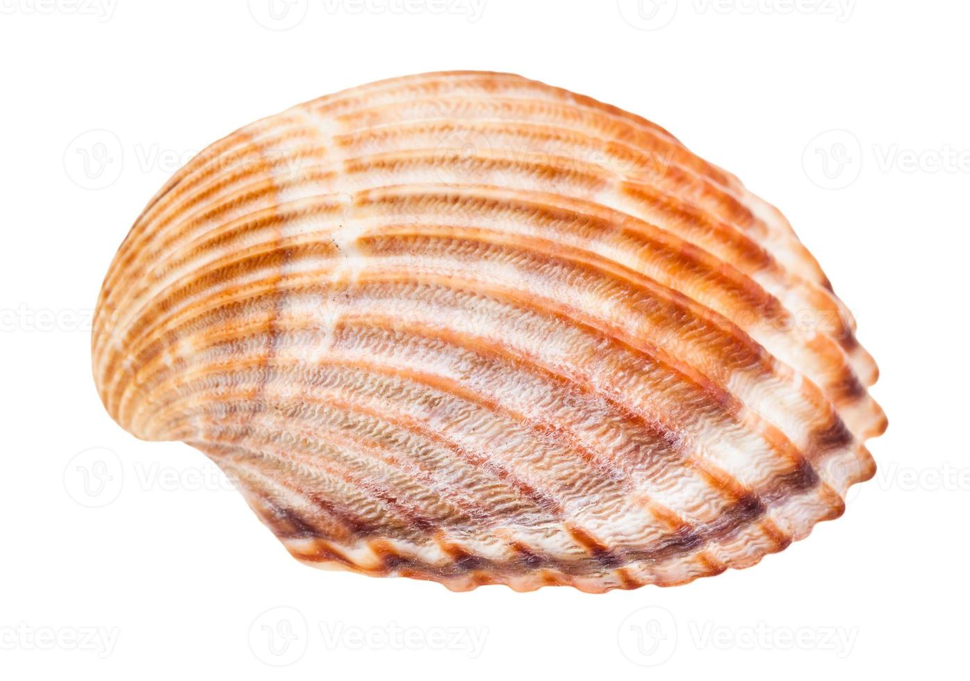 brown shell of cockle isolated on white photo