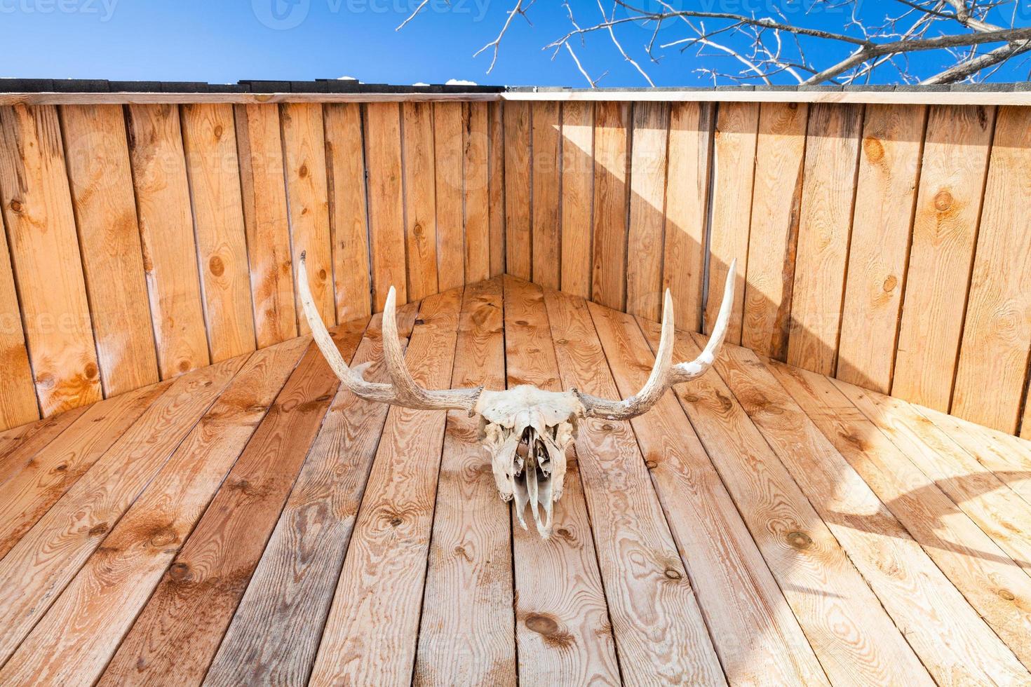 bottom view of skull of moose on country house photo