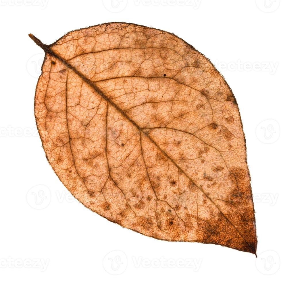 back side of autumn rotten leaf of poplar tree photo