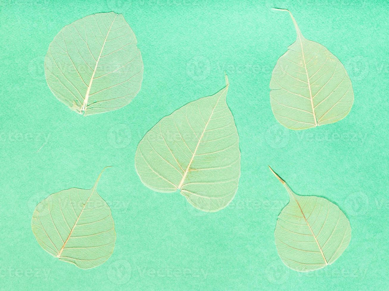 several dried leaves on yellow-green paper photo