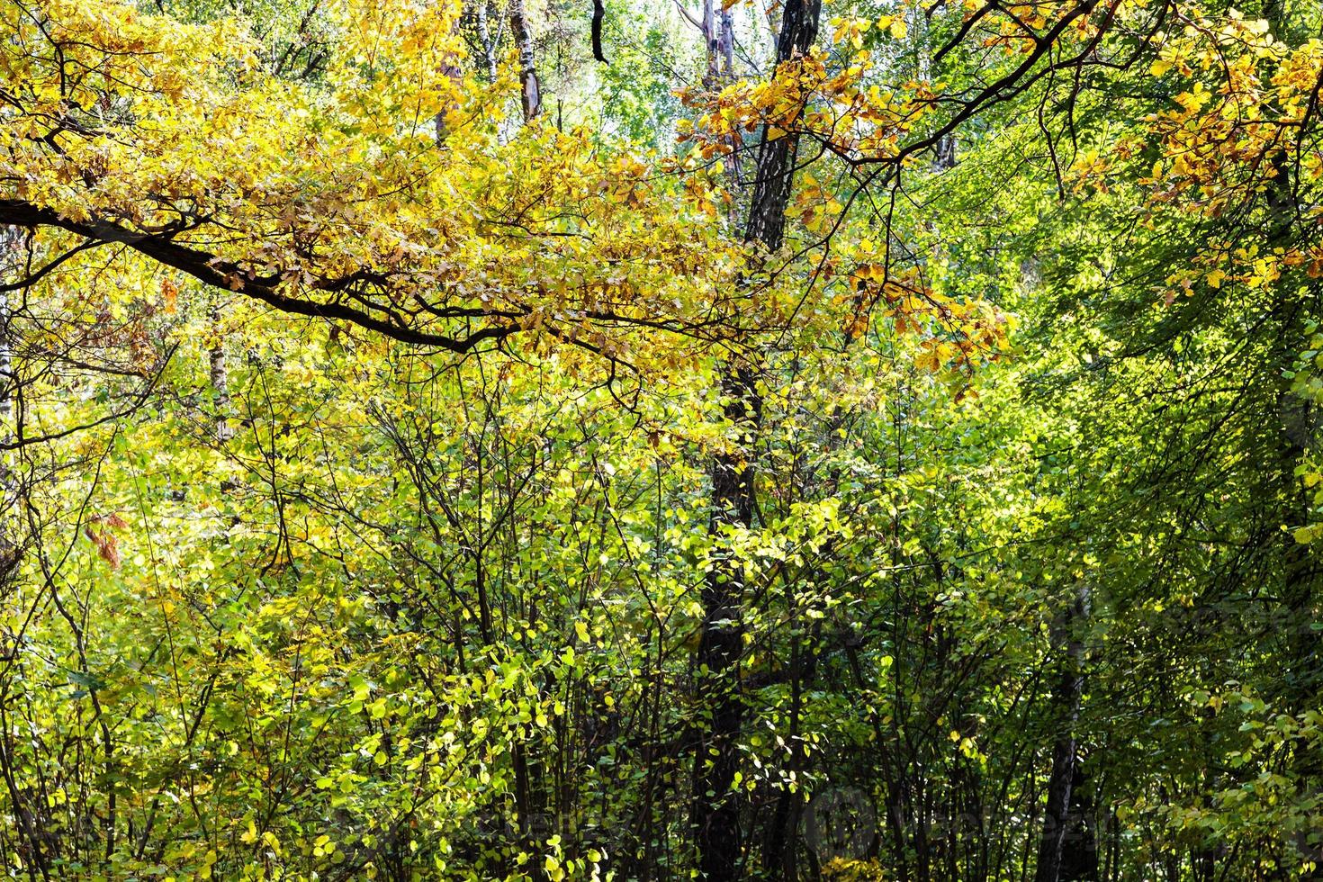 rama de roble y bosque denso en otoño foto