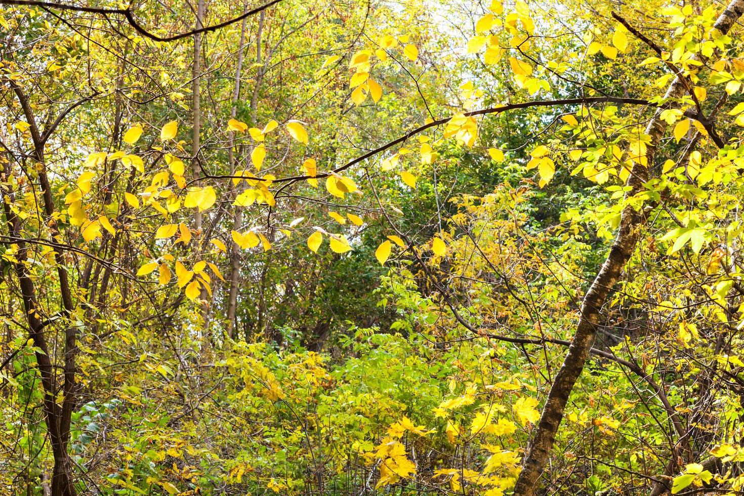 thick forest illuminated by sun in october day photo