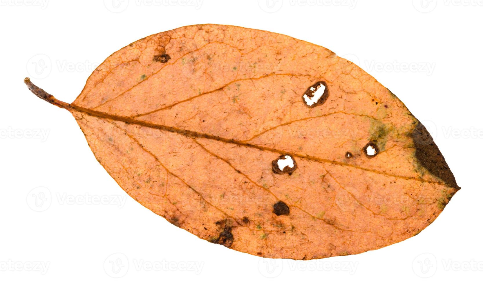 back side of autumn rotten leaf of malus tree photo