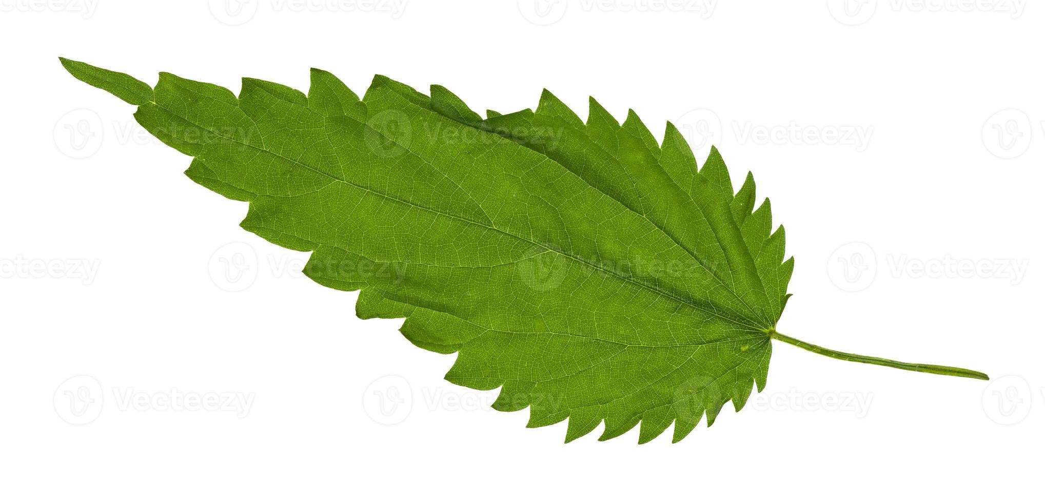 hoja verde de hierba de ortiga aislado foto