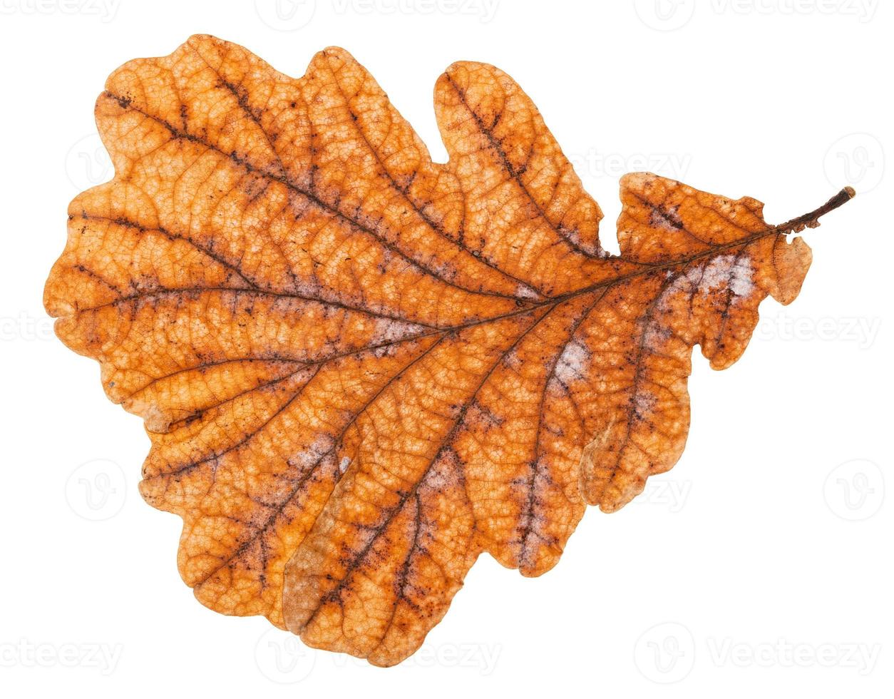 back side of autumn rotten leaf of oak tree photo