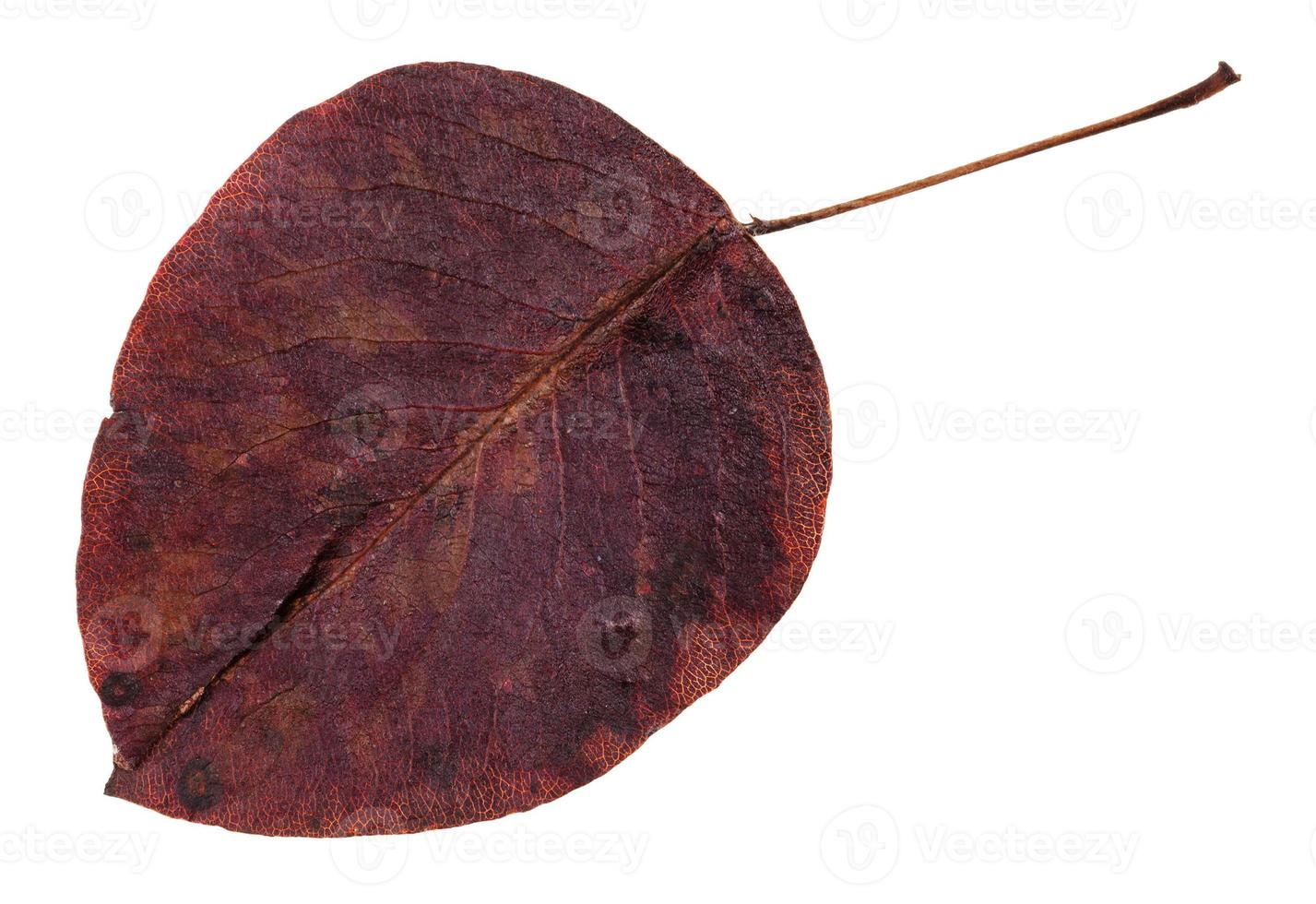 rotten autumn leaf of pear tree isolated photo