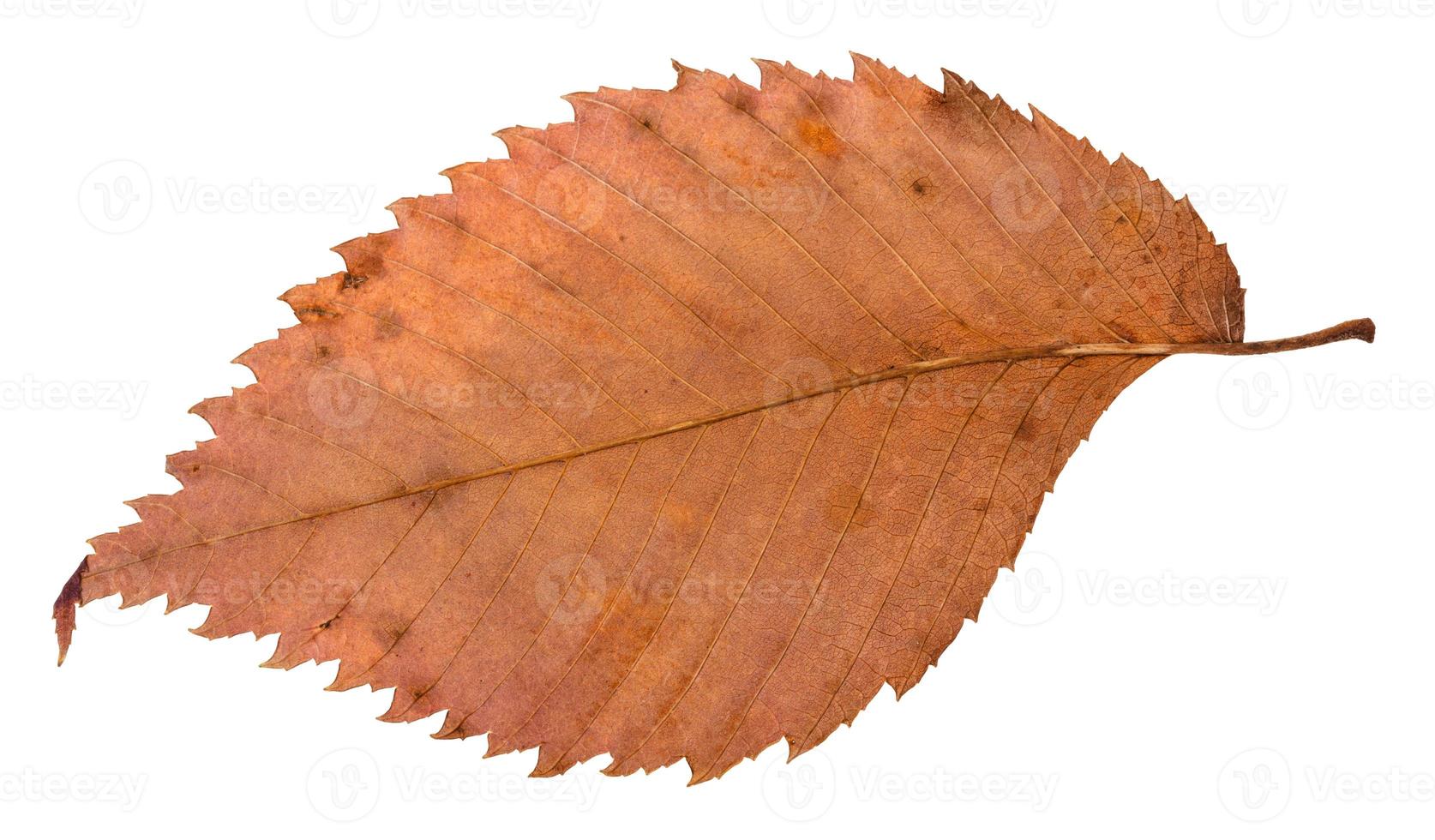 back side of rotten dried red leaf of elm tree photo