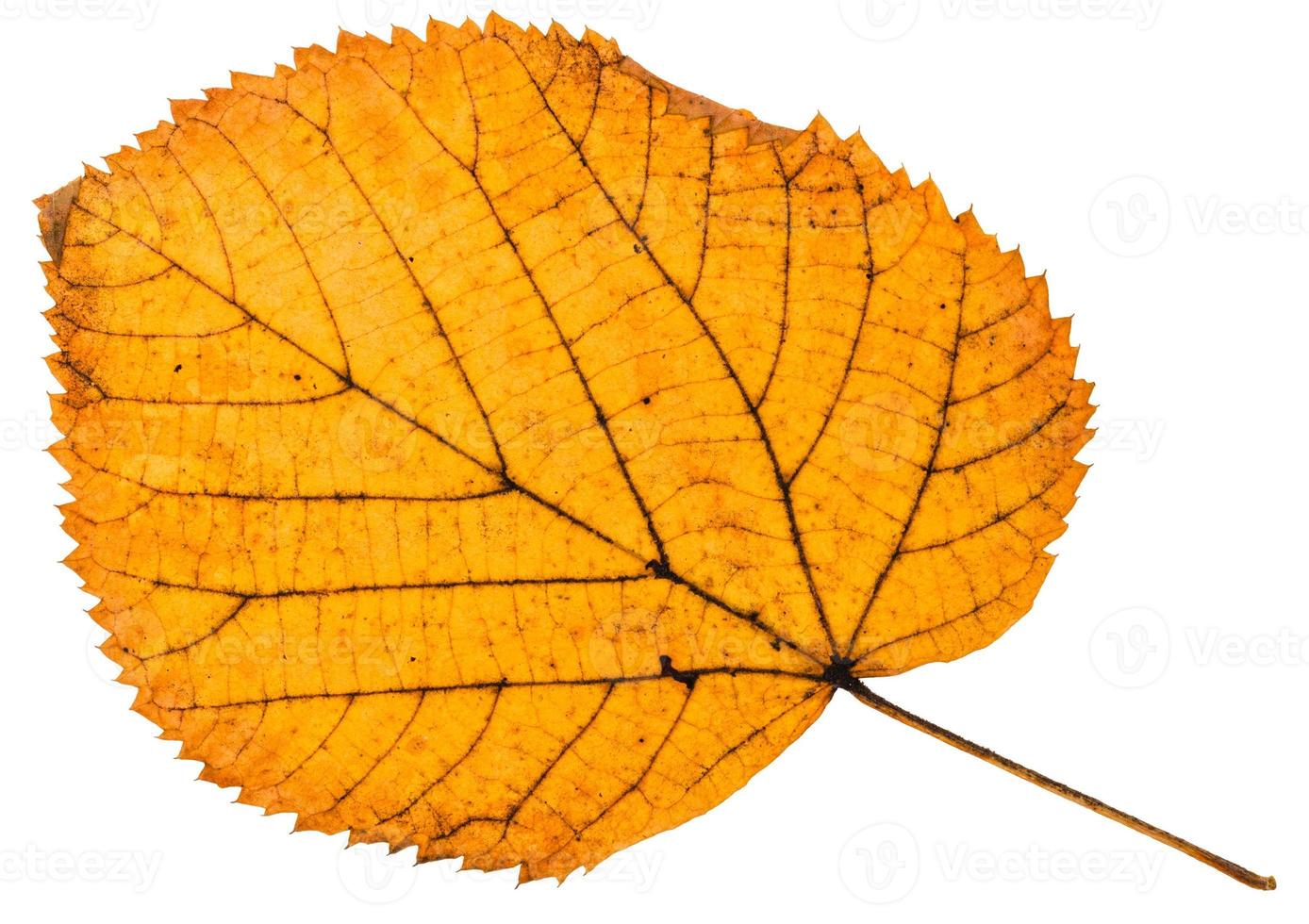 fallen autumn leaf of linden tree isolated photo