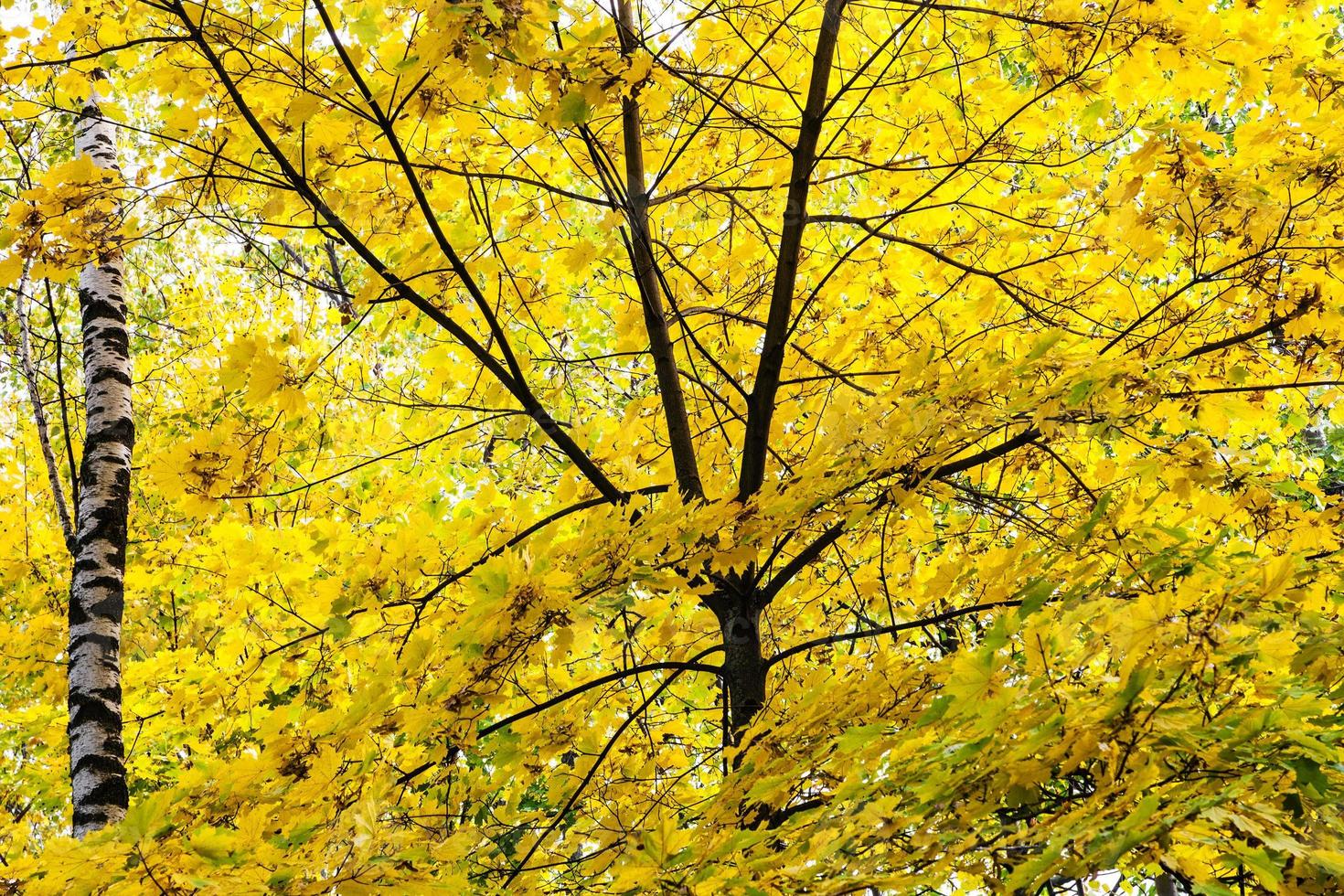 yellow foliage of maple tree and birch tree trunk photo