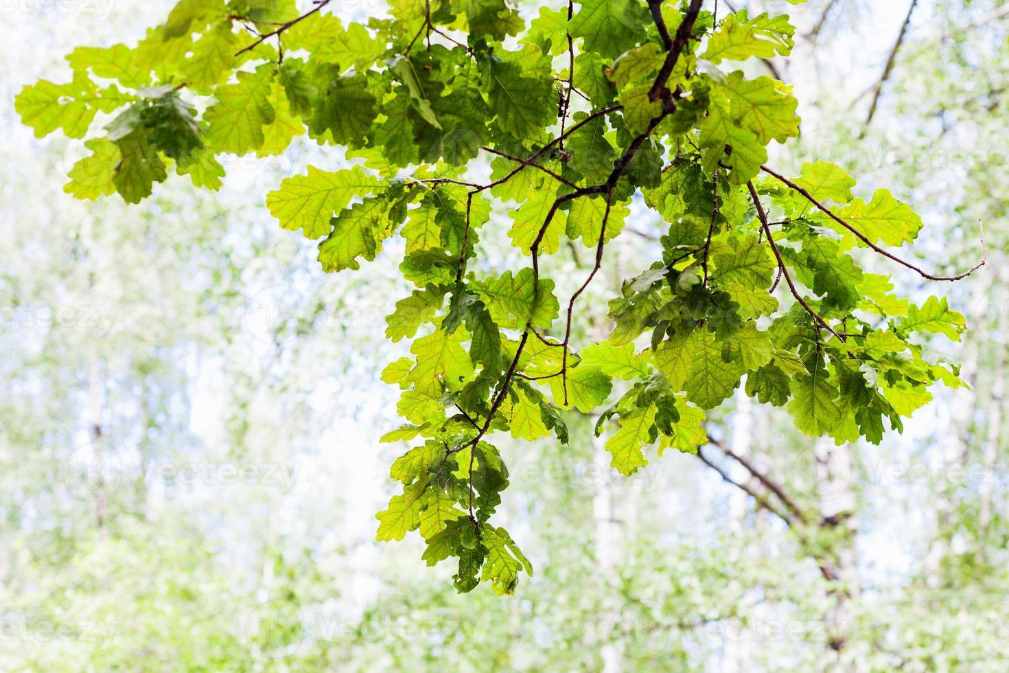 rama de roble verde en el bosque con fondo borroso foto