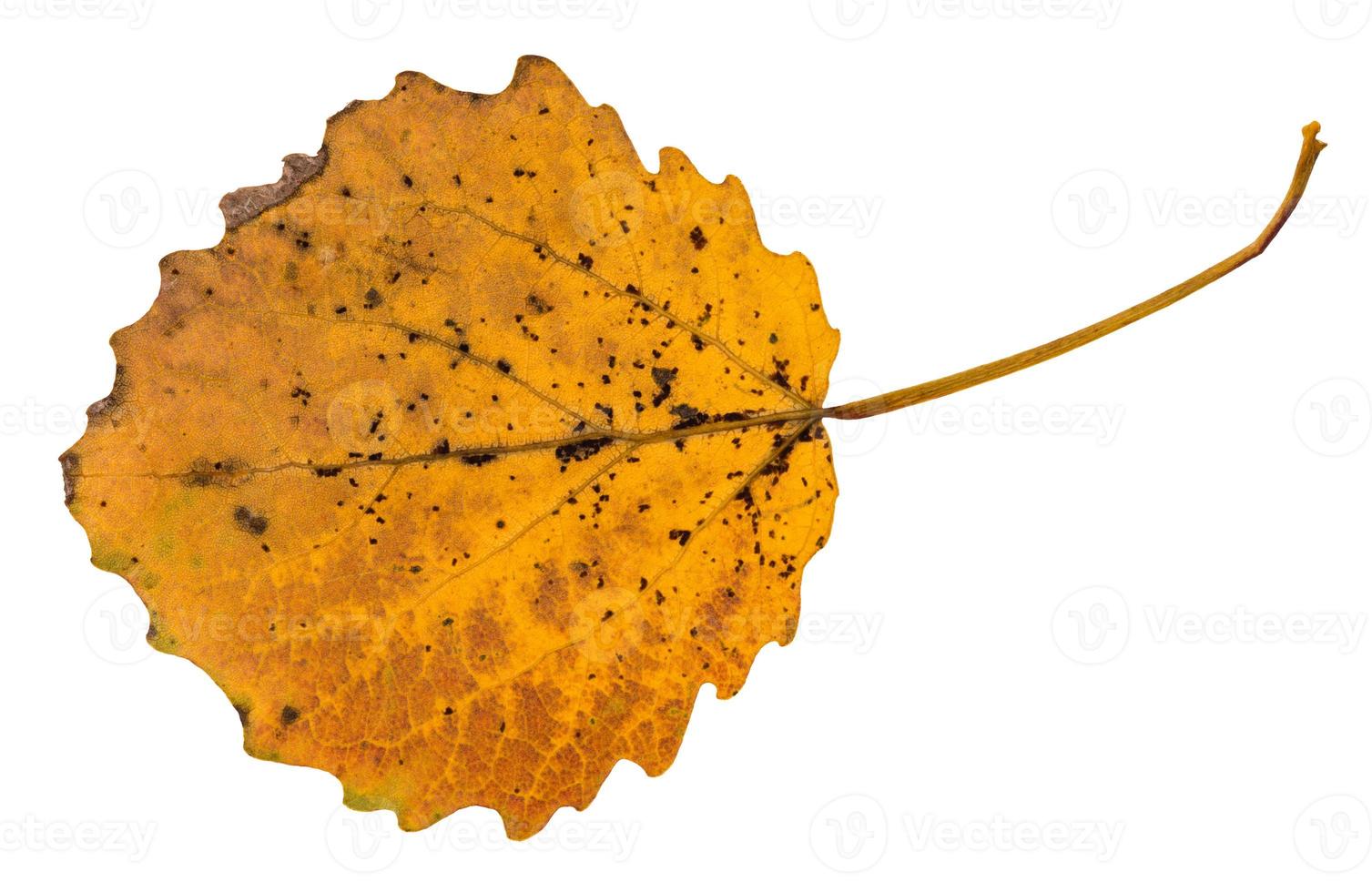 back side of pied yellow fallen leaf of aspen tree photo