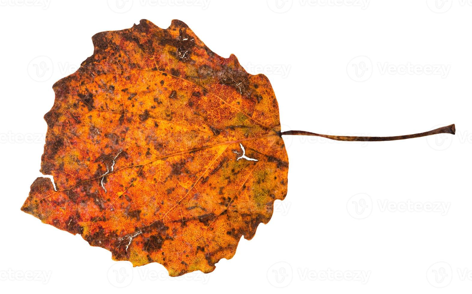 broken autumn fallen leaf of aspen tree photo