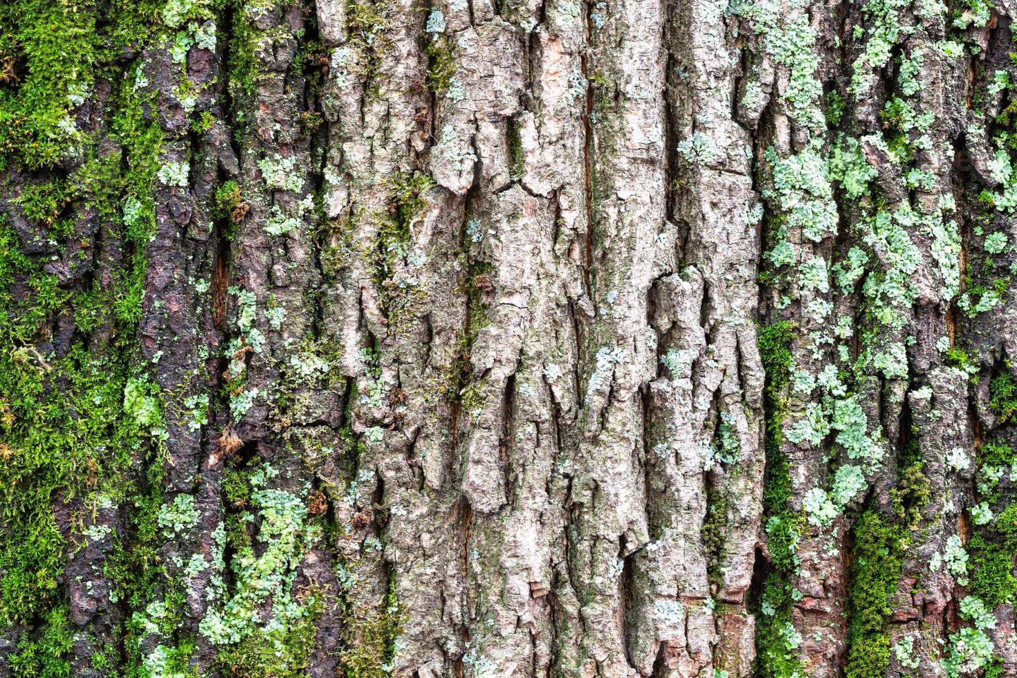moss on rough bark on old trunk of maple tree photo