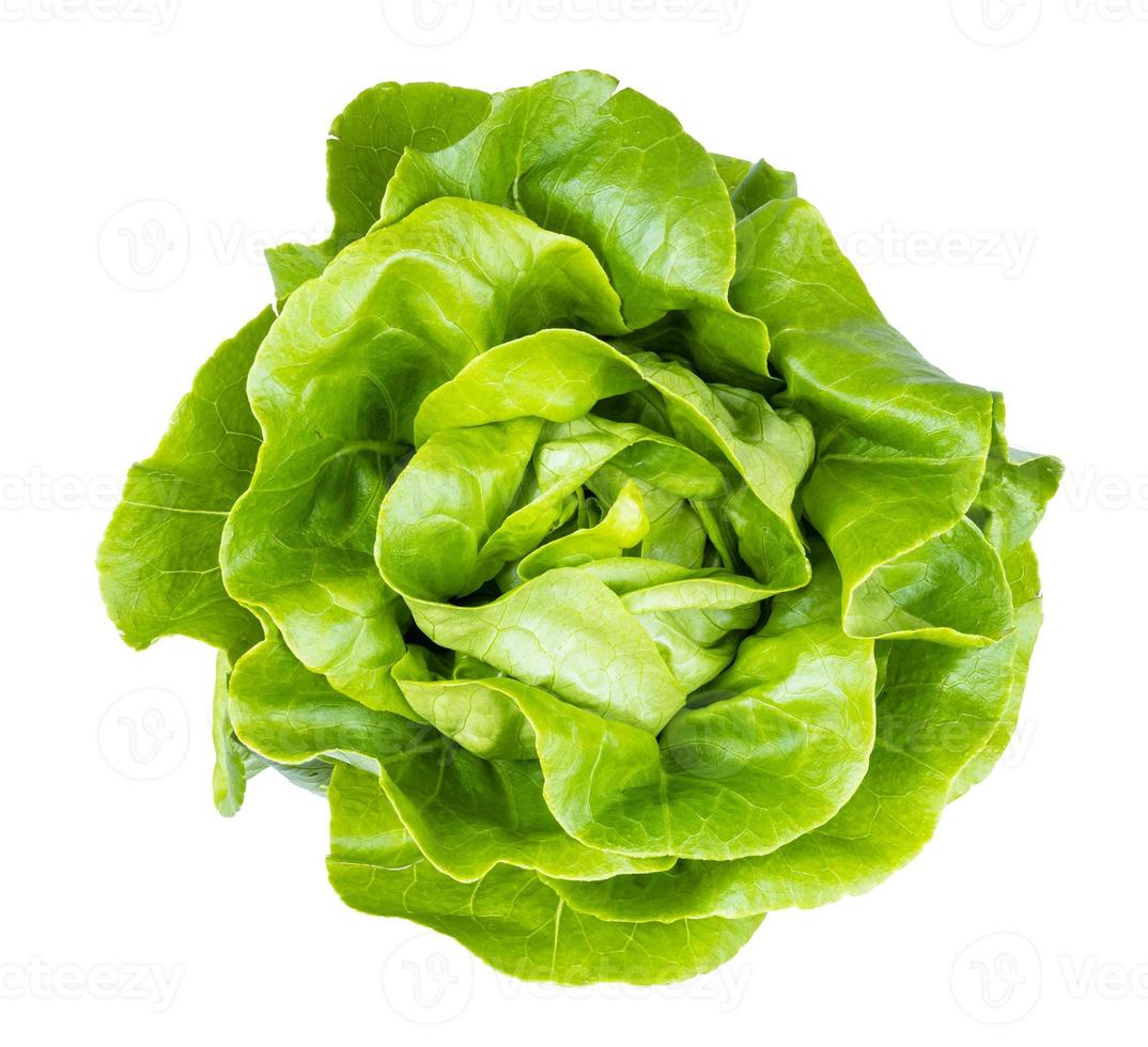 top view of fresh butterhead lettuce isolated photo